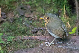 Ochre-breasted Antpitta