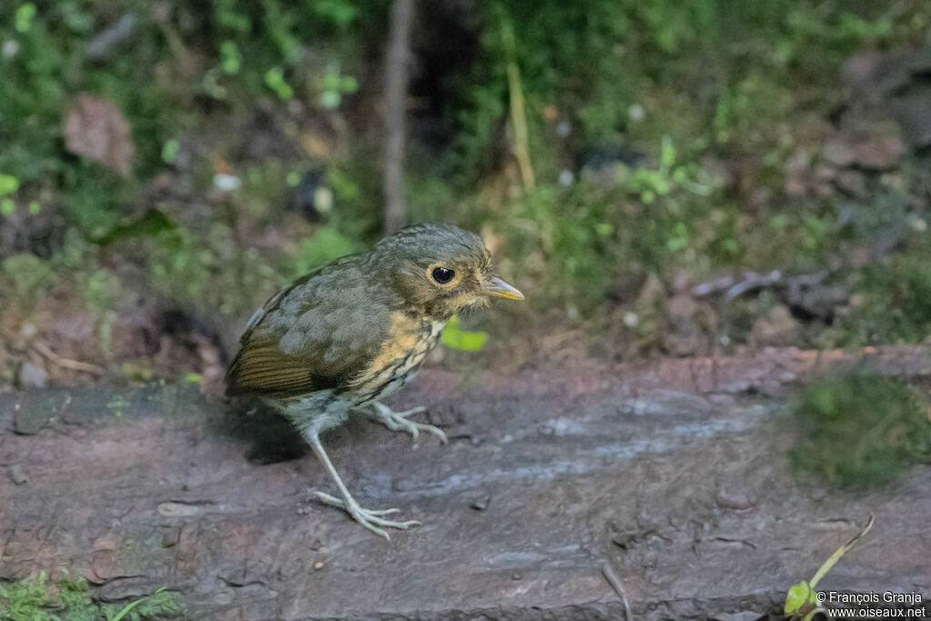 Ochre-breasted Antpitta