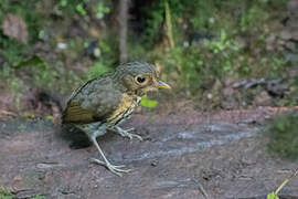 Ochre-breasted Antpitta