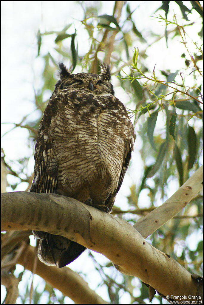 Spotted Eagle-Owl