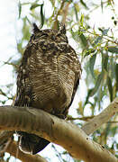 Spotted Eagle-Owl