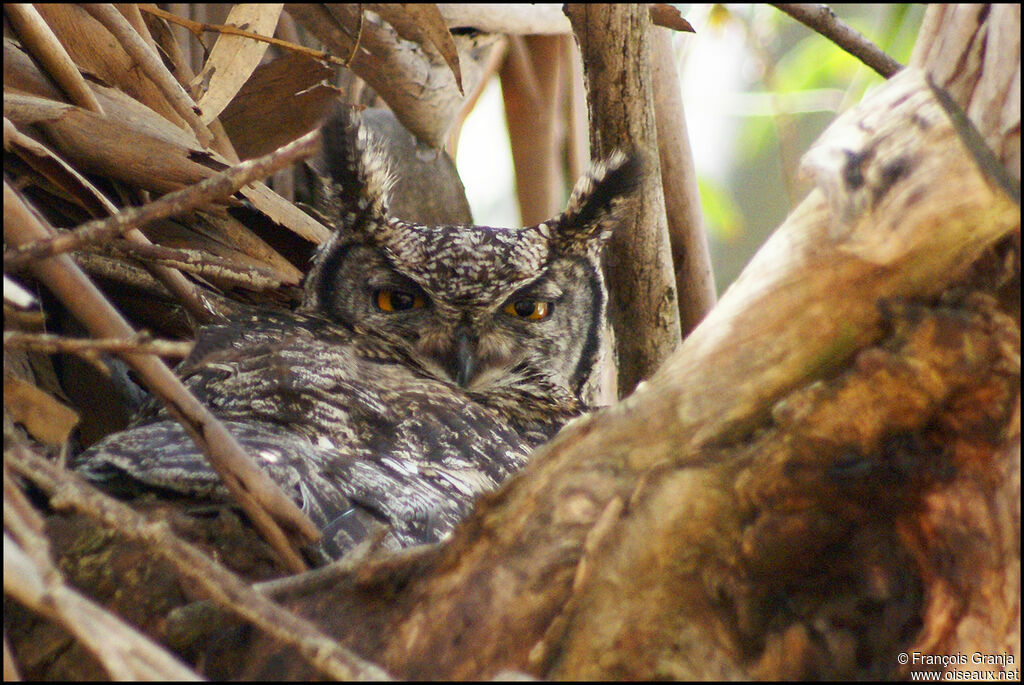 Spotted Eagle-Owl