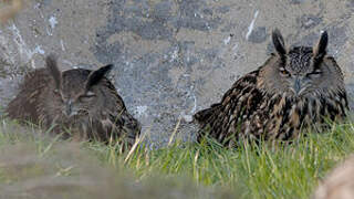 Eurasian Eagle-Owl