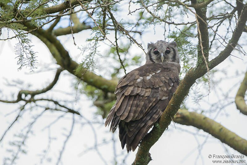 Verreaux's Eagle-Owladult