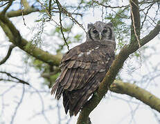 Verreaux's Eagle-Owl