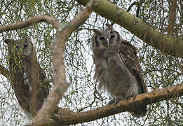 Verreaux's Eagle-Owl