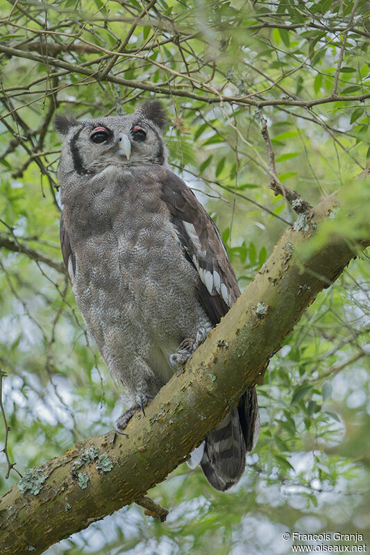 Verreaux's Eagle-Owladult