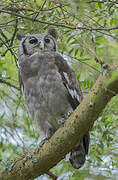 Verreaux's Eagle-Owl