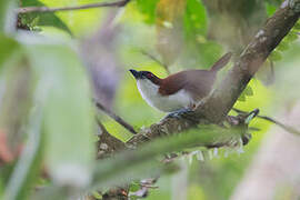 Great Antshrike