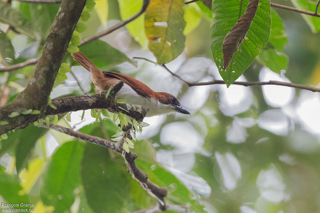 Grand Batara femelle adulte, identification