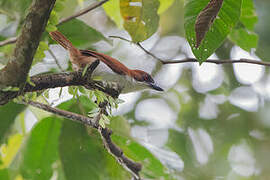 Great Antshrike