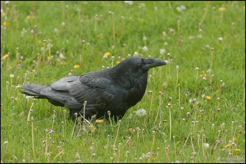 Northern Ravenadult