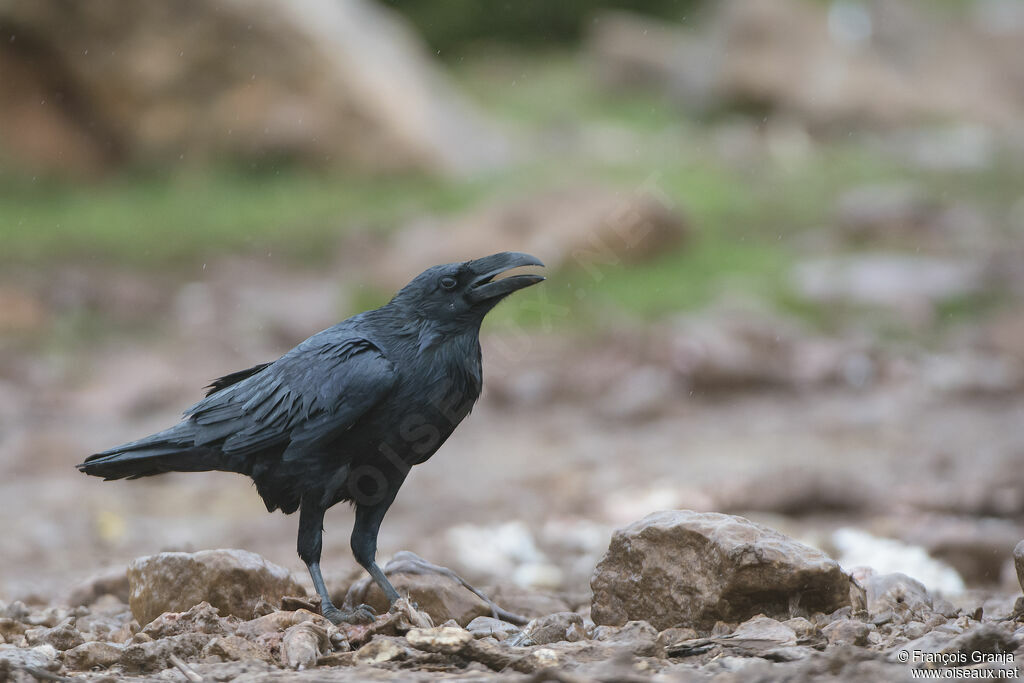 Northern Ravenadult