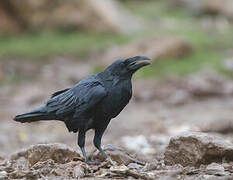 Northern Raven