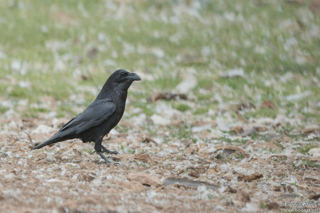 Northern Raven