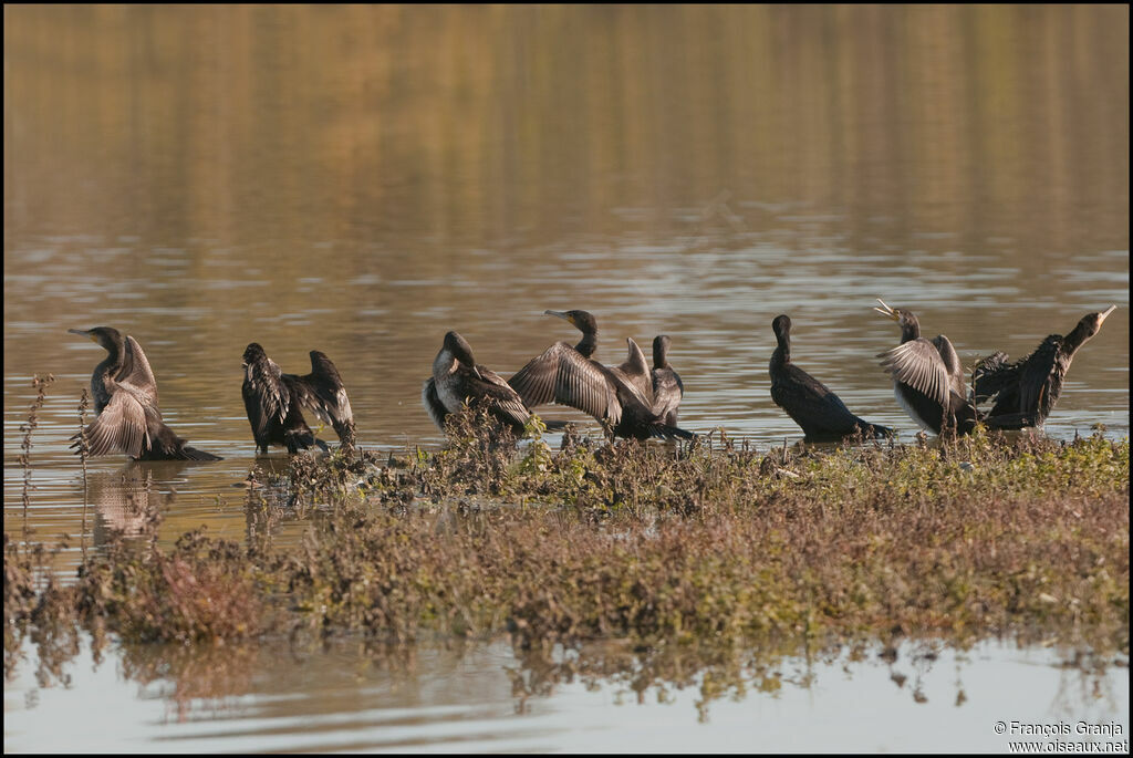 Grand Cormoranadulte