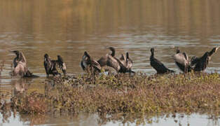 Great Cormorant