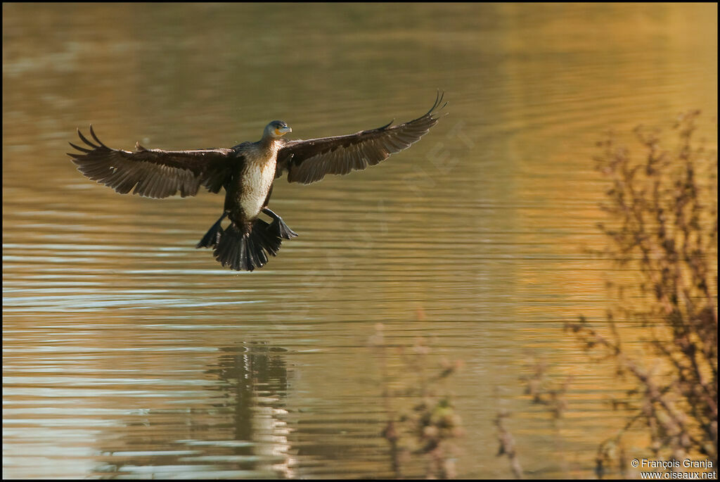 Great Cormorantadult