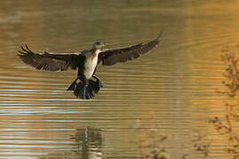 Great Cormorant