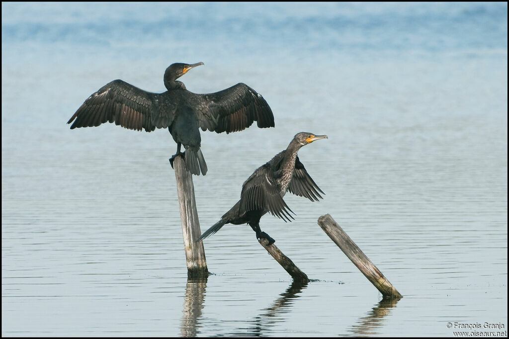 Great Cormorant adult