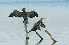 Great Cormorant