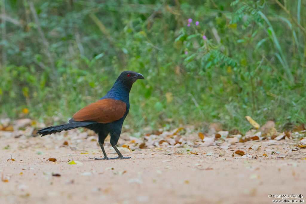 Greater Coucal