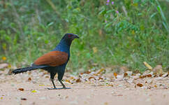 Grand Coucal