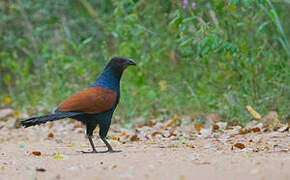 Greater Coucal