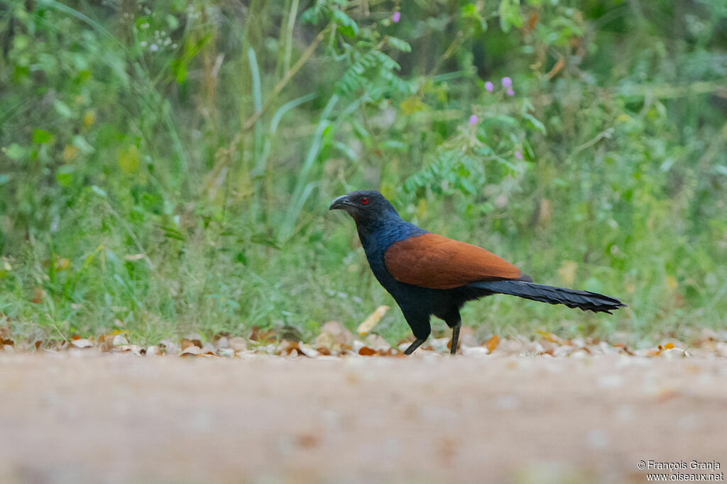 Grand Coucal