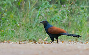 Greater Coucal