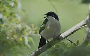 Tropical Boubou