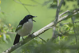 Tropical Boubou