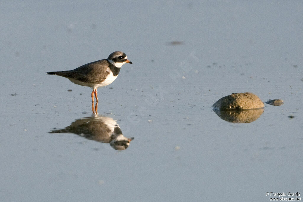 Common Ringed Ploveradult