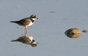 Common Ringed Plover