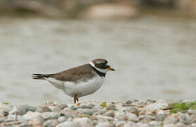 Common Ringed Plover