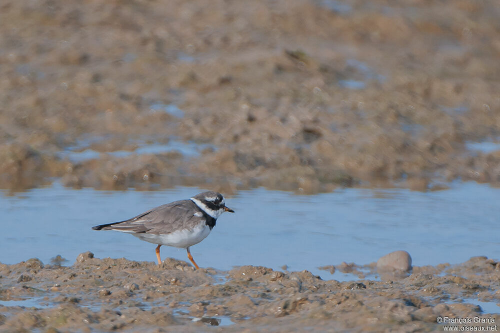 Common Ringed Ploveradult