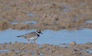 Common Ringed Plover