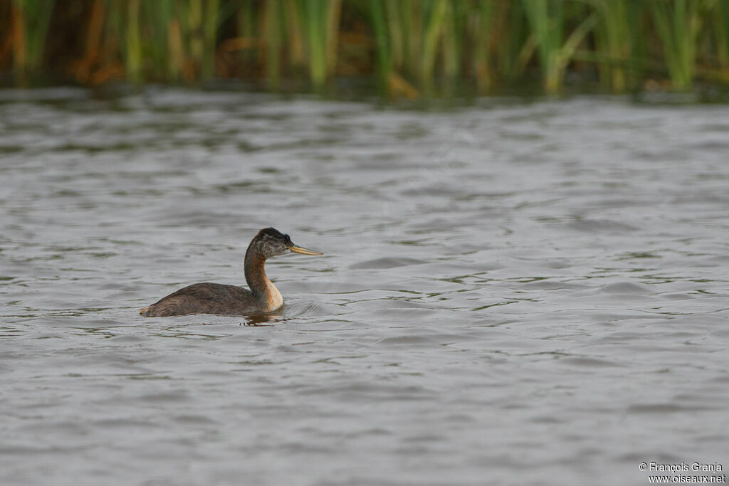 Great Grebe