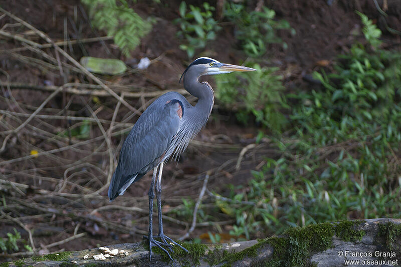 Great Blue Heronadult