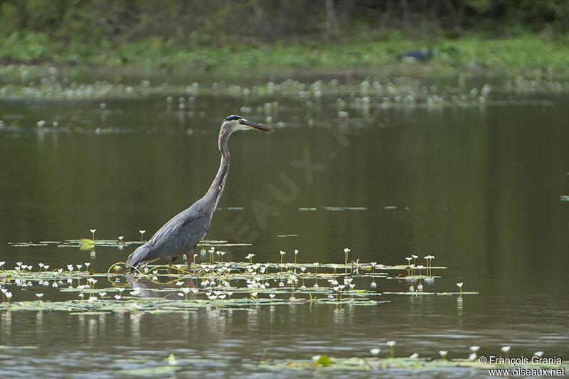 Great Blue Heronadult