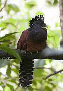 Great Curassow