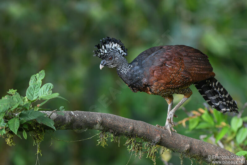 Great Curassow male