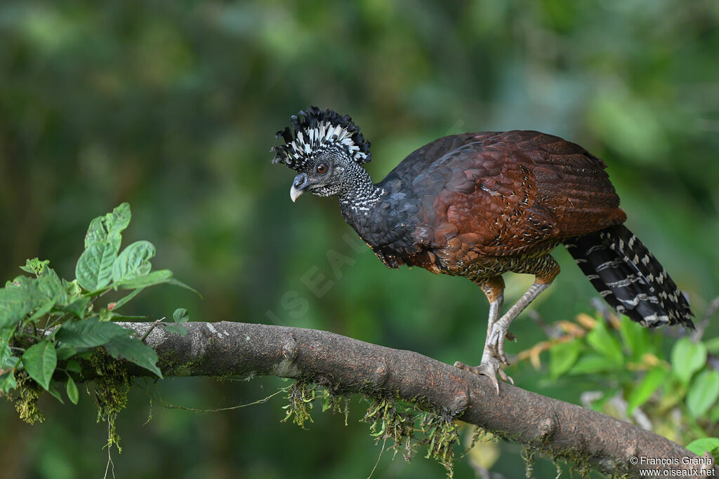 Great Curassow male