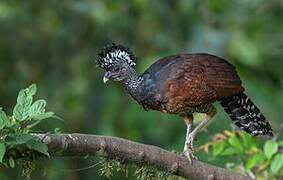 Great Curassow