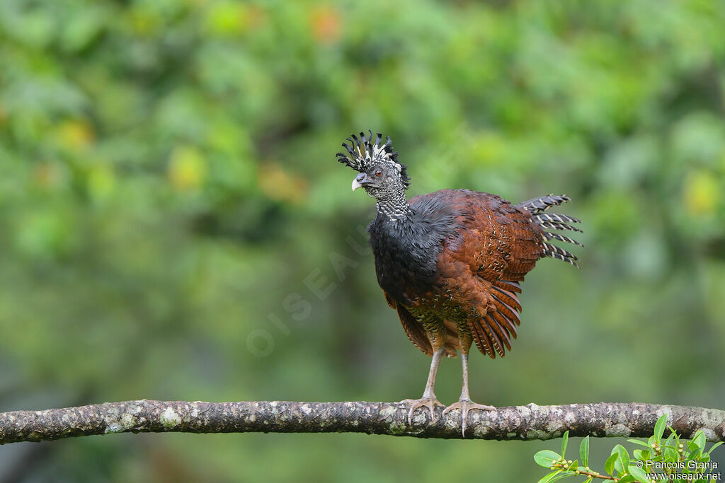 Great Curassow female