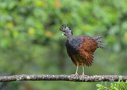 Great Curassow