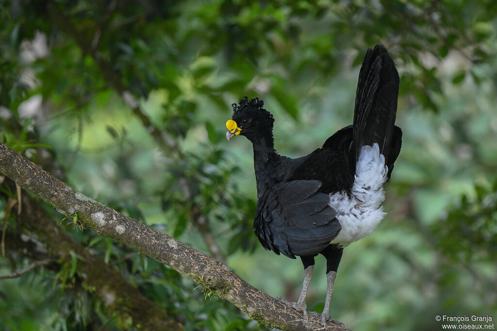 Great Curassow male