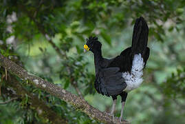 Great Curassow