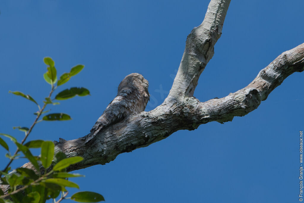 Great Potoo