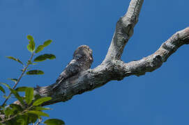 Great Potoo